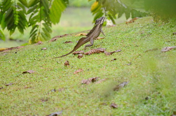 Brown basilisk lizard