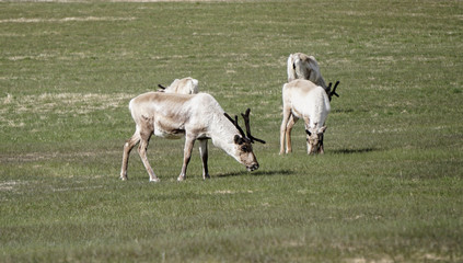 Fototapeta na wymiar Wild deer close to Hofn, Iceland