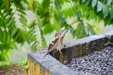 Brown basilisk lizard