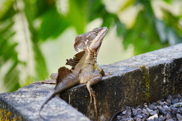 Brown basilisk lizard
