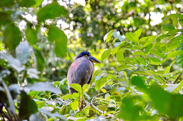 Boat billed heron in the wild near La Fortuna, Costa Rica