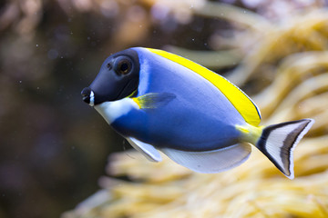 Powder blue tang (Acanthurus leucosternon).