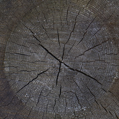 Fototapeta premium Cross section of old big trunk with tree rings and a lot of circular cracks