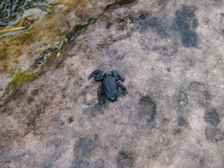 Roraima frog