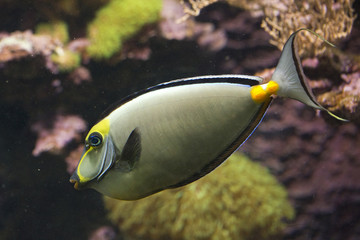 Obraz premium Naso Tang fish.(Naso lituratus).
