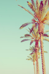 Row of Tall Palm Trees on Toned Light Turquoise Sky Background. 60s Vintage Style Copy Space for Text. Tropical Foliage. Seaside Ocean Beach Vacation. Hip Funky Vintage Toning