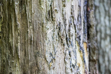Tree Bark Texture 