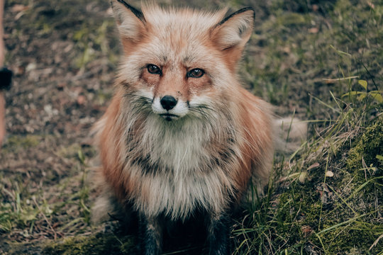 portrait of a fox in a norwegian forest