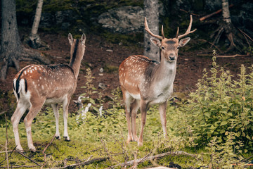 male and female deer standing in the woods as a couple