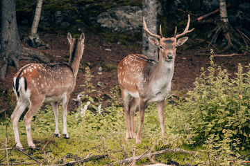 Naklejka na ściany i meble male and female deer standing in the woods as a couple