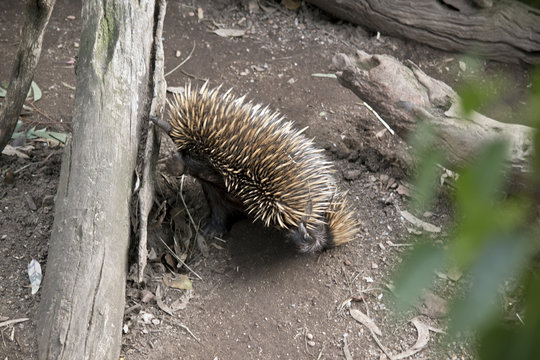 an echidna