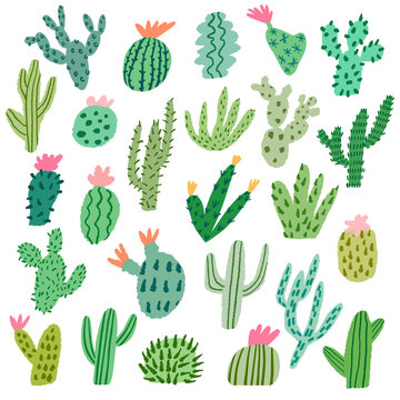 Vector cactus illustration isolated on white
