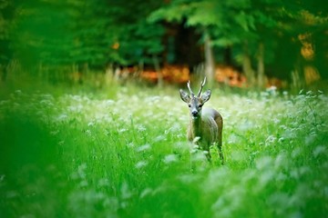 Male roe deer standing on green meadow with white flowers at dusk looking curious, green trees in background, blurry foreground, vignetting - Powered by Adobe