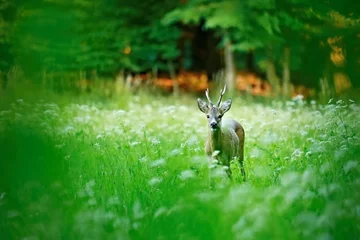 Rolgordijnen Male roe deer standing on green meadow with white flowers at dusk looking curious, green trees in background, blurry foreground, vignetting © Lioneska