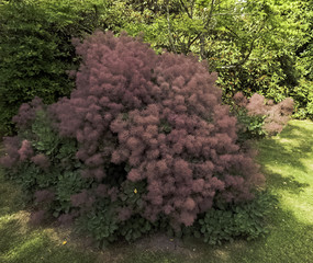 European smoketree (cotinus coggygria) known as rhus cotinus, Eurasian smoketree, smoke tree, smoke bush, or dyer's sumach is a species of flowering plant - Uckfield, United Kingdom