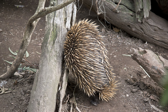 an echidna