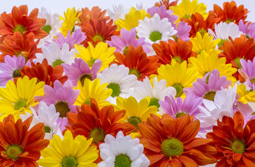 The background image of the colorful chrysanthemum flowers