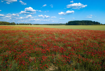 Poppy fields. View from above. A lot of red flowers.
