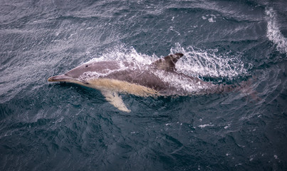 Fototapeta premium Common dolphin piercing the water while swimming near Phillip Island in Austrralia