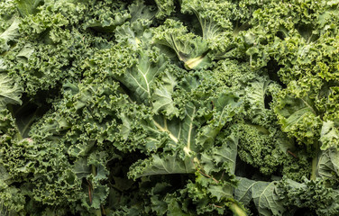 A healthy fresh curly kale