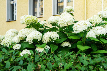 White hydrangea flower