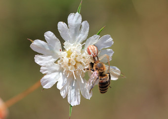 Цветочный паук (Misumena vatia) охотится на пчёл 
