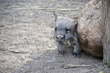 A young wombat