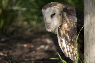 a grass owl
