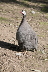 helmeted guinea fowl