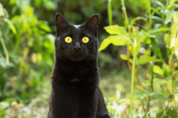 Naklejka na ściany i meble Beautiful cute black bombay cat portrait close up. Nature green background