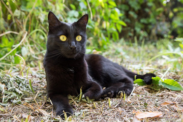 Naklejka na ściany i meble Beautiful bombay black cat portrait with yellow eyes and attentive look in green grass in nature
