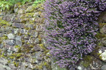 Erica x darleyensis, or Pink Spangles flowering subshrub plant also known as Furzey, Winter Heath, Springwood pink, December red, with abundant small, urn-shaped, purple pink flowers