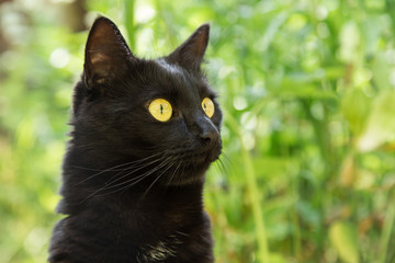 Naklejka na ściany i meble Beautiful cute black bombay cat portrait closeup outdoors in nature