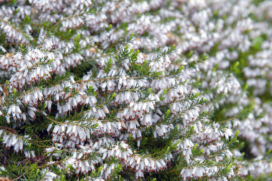 A bunch of Erica carnea, flowering subshrub plant also known as Springwood White, Winter Heath, Snow Heath, and Heather, with abundant small, urn-shaped, silvery white flowers and needle green foliage