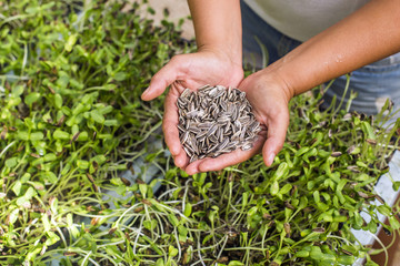 Young woman with sprouts
