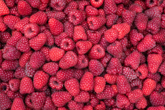 A harvest of fresh red raspberries, beautiful nature background
