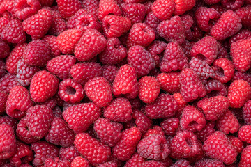 Close up of a harvest of fresh red raspberries, beautiful nature background   © knelson20