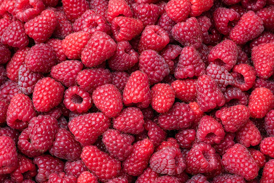 Close up of a harvest of fresh red raspberries, beautiful nature background
