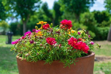 Summer garden flowers 