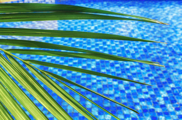 Vacation holidays wallpaper  -  blurred abstract summer background, sunny day in tropical climate, palm leaf on background of blue water pool.