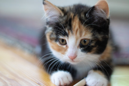 Beautiful calico kitten laying on floor close up