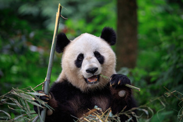 Fototapety  Panda Bear Munching/Eating Bamboo in Sichuan Province, China. Panda Wildlife Conservation