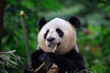 Panda Bear Eating Bamboo in Sichuan Province, China. Panda Conservation Center in China. Panda is looking away from the viewer while eating Bamboo. Green Background