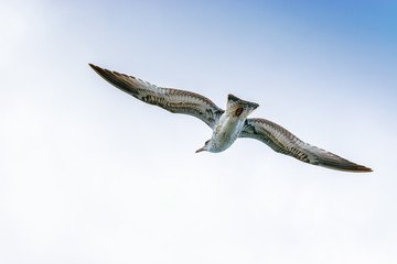 Cory's Shearwater bird gliding through the open skies off the east coast of North America