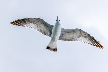 Cory's Shearwater bird gliding through the open skies off the east coast of North America