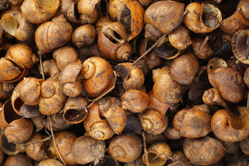 Golden applesnail lined up, lined up, full of space