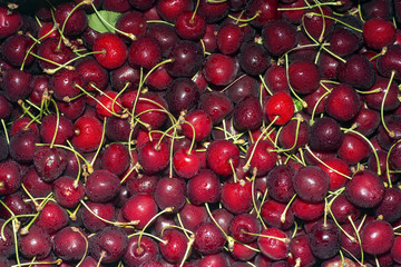 Mature red cherries