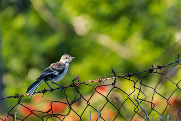 A Northern Mockingbird perched on a barb wired fence in Jamaica.