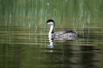 California Grebe swimming in lake with green reeds