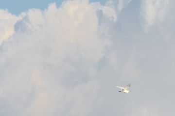 An egret soars high up in the clouds